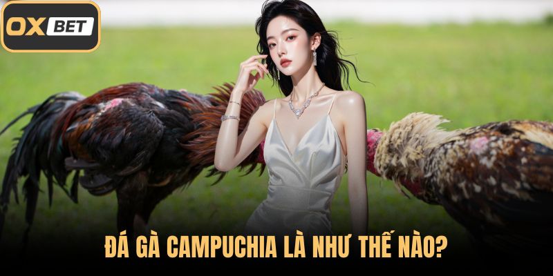 Đá gà Campuchia là như thế nào?