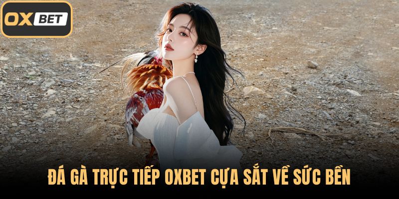Đá gà trực tiếp OXBET cựa sắt về sức bền