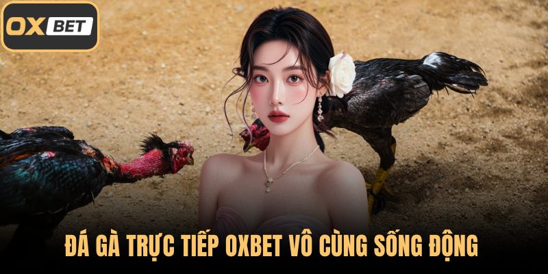 Đá gà trực tiếp OXBET vô cùng sống động